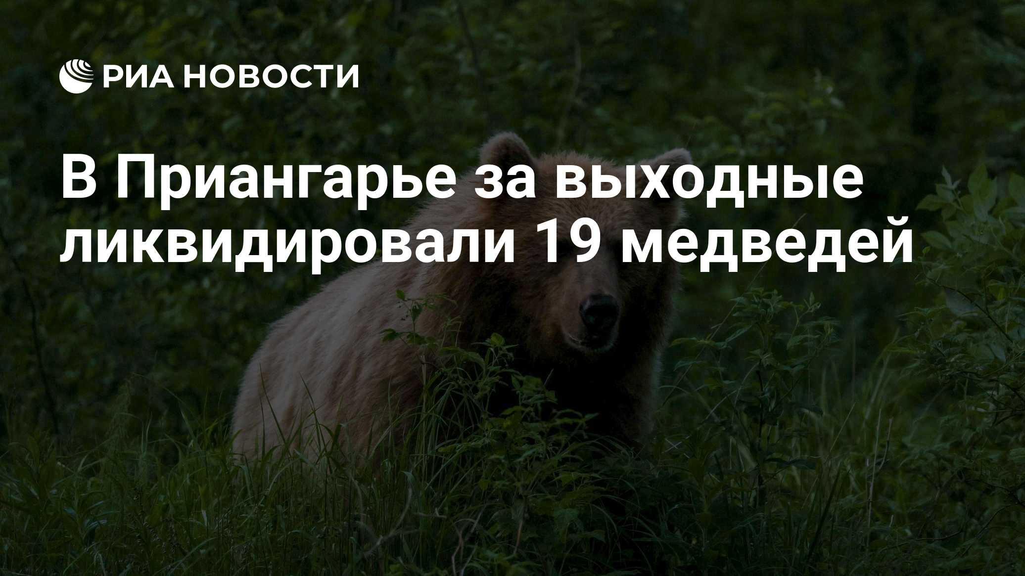 В Приангарье за выходные ликвидировали 19 медведей