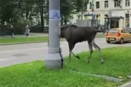 Лось прогулялся по Москве и попал на видео