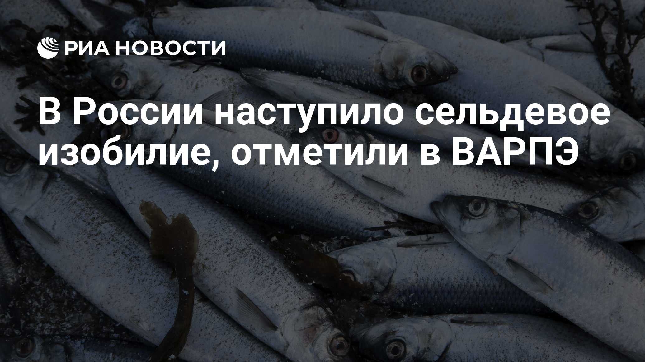В России наступило сельдевое изобилие, отметили в ВАРПЭ