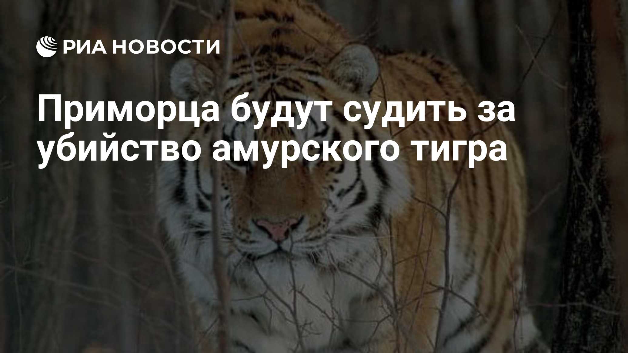 Приморца будут судить за убийство амурского тигра