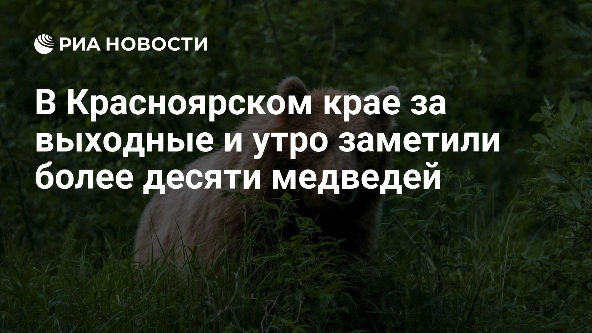 В Красноярском крае за выходные и утро заметили более десяти медведей