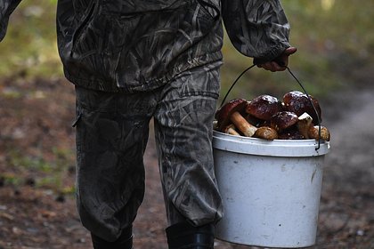 Россиянам пообещали появление «армии грибов»