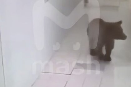 Медведь проник в отель в Красной Поляне, напугал туристов и попал на видео