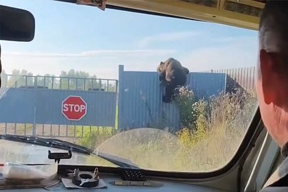 Медведь-паркурщик попал на видео в российском регионе