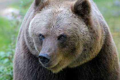 Полицейские защитили гостей российской базы отдыха от агрессивного медведя
