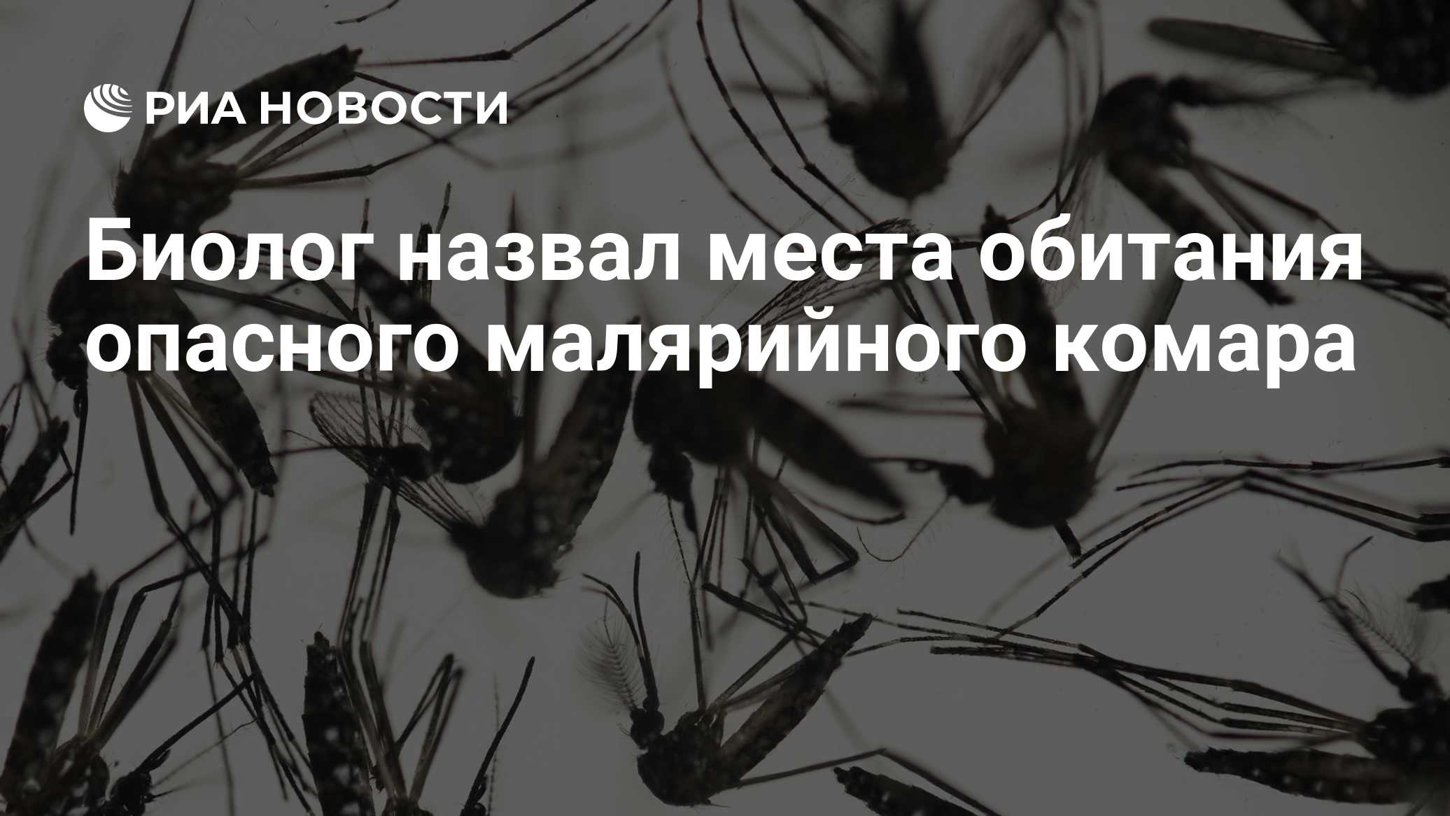 Биолог назвал места обитания опасного малярийного комара