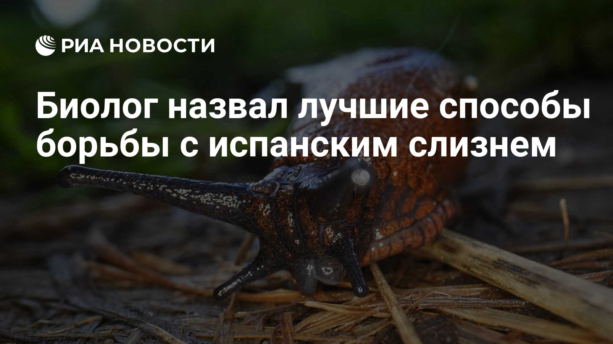 Биолог назвал лучшие способы борьбы с испанским слизнем