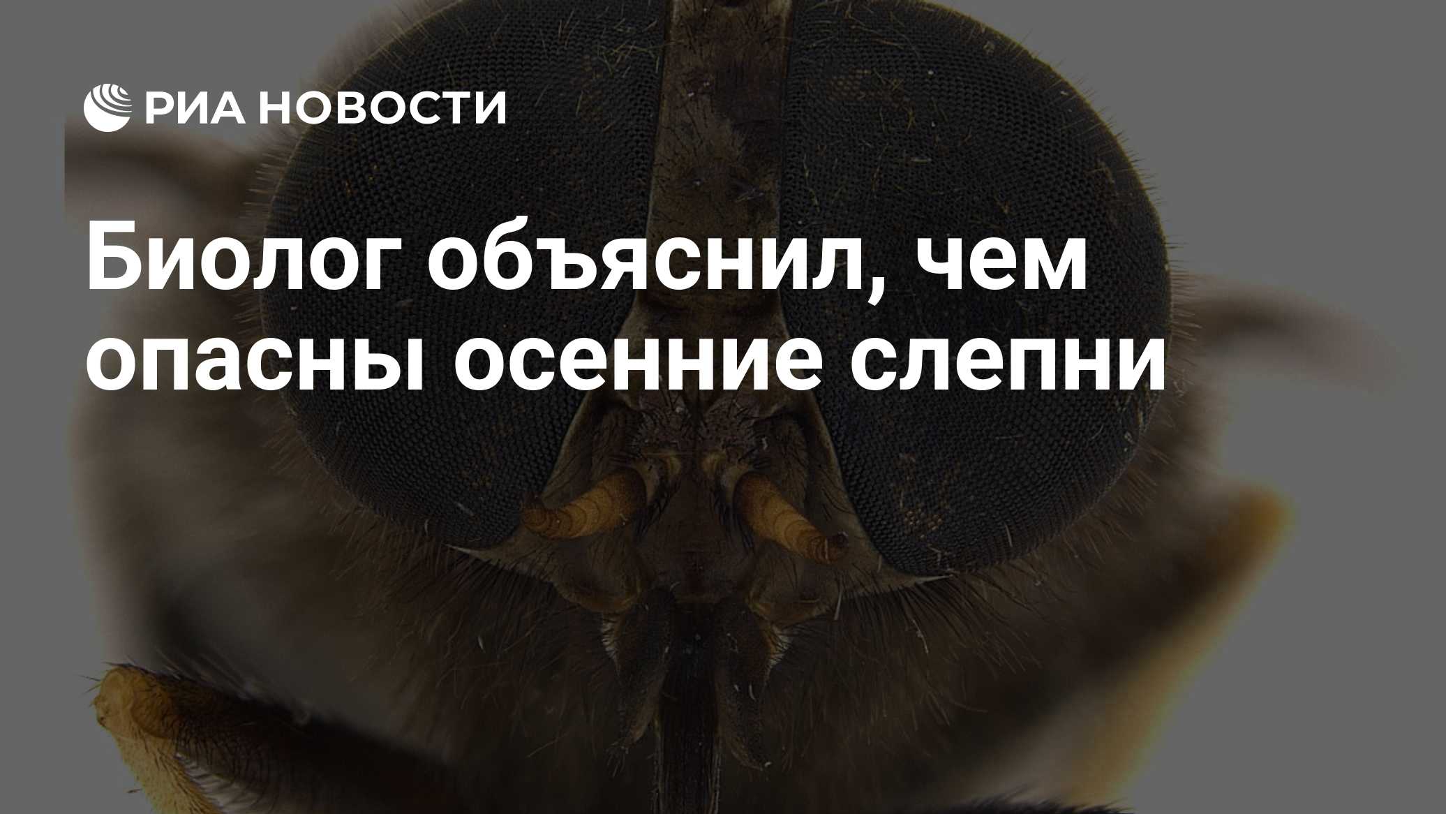 Биолог объяснил, чем опасны осенние слепни