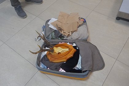 Туриста с черепом в багаже задержали в аэропорту России