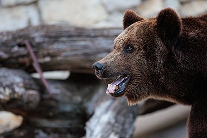 На Алтае после нападения на туристку ликвидировали 55 медведей