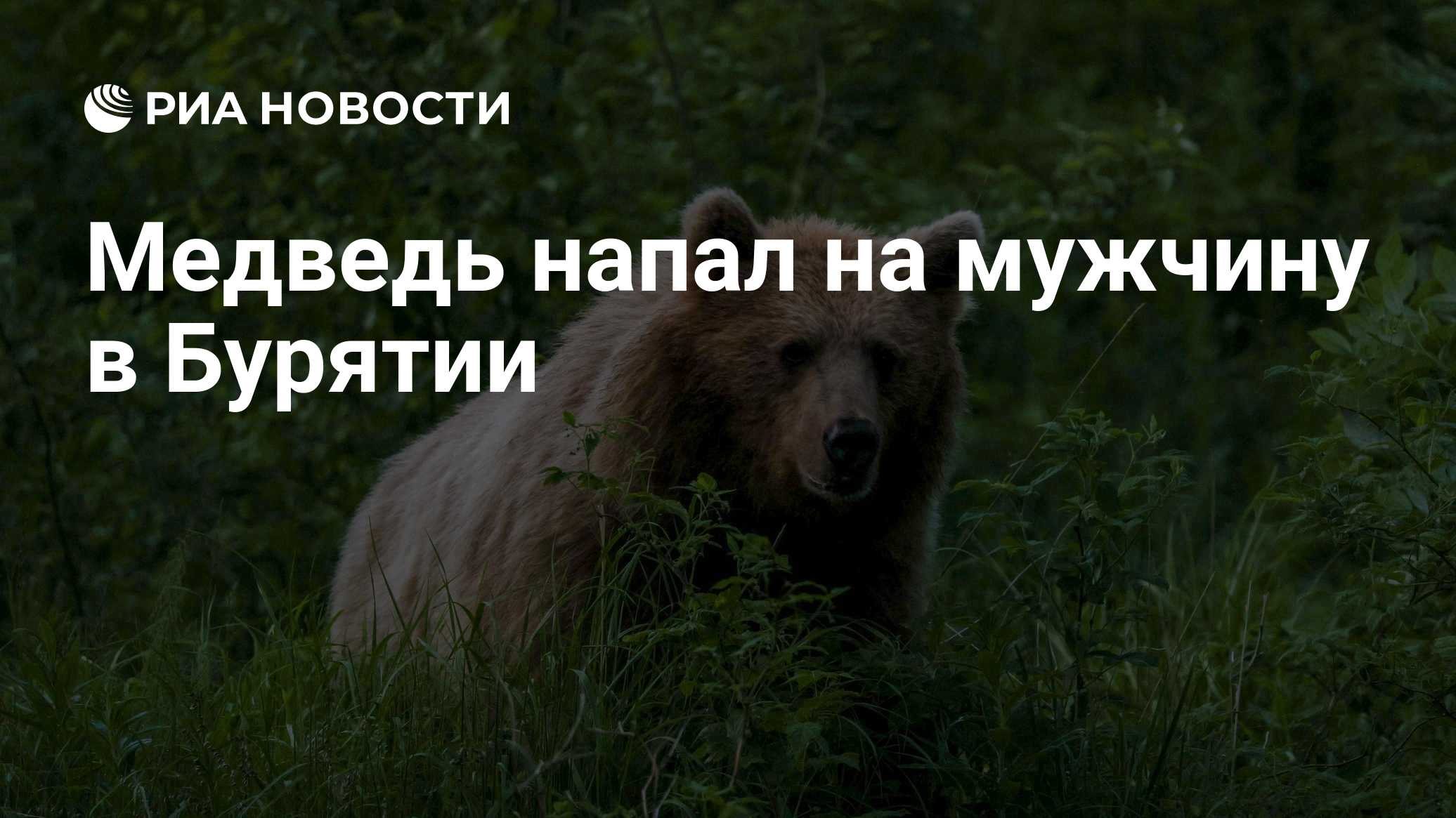 Медведь напал на мужчину в Бурятии