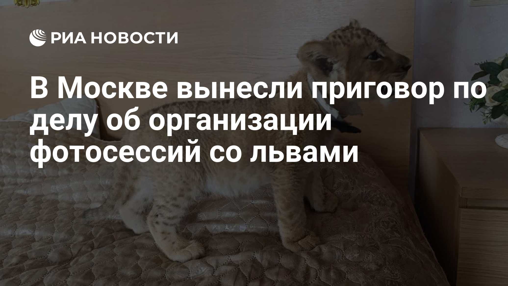 В Москве вынесли приговор по делу об организации фотосессий со львами