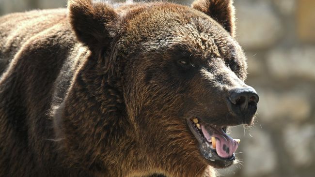 Медведь ворвался в дом и растерзал пенсионера в инвалидной коляске 
