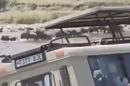 Внедорожник с туристами рухнул в кишащую крокодилами реку и попал на видео