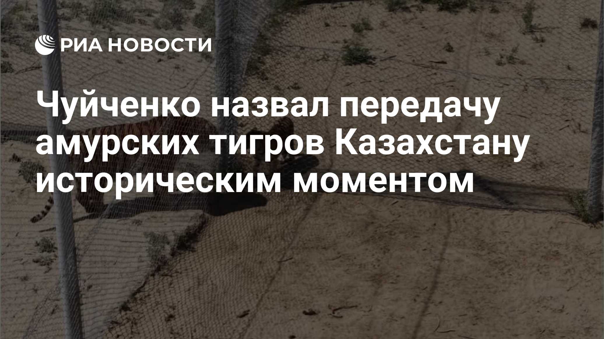 Чуйченко назвал передачу амурских тигров Казахстану историческим моментом