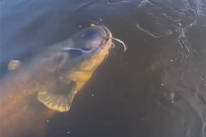 Пойманная россиянами рыба-гигант весом более 100 килограммов попала на видео