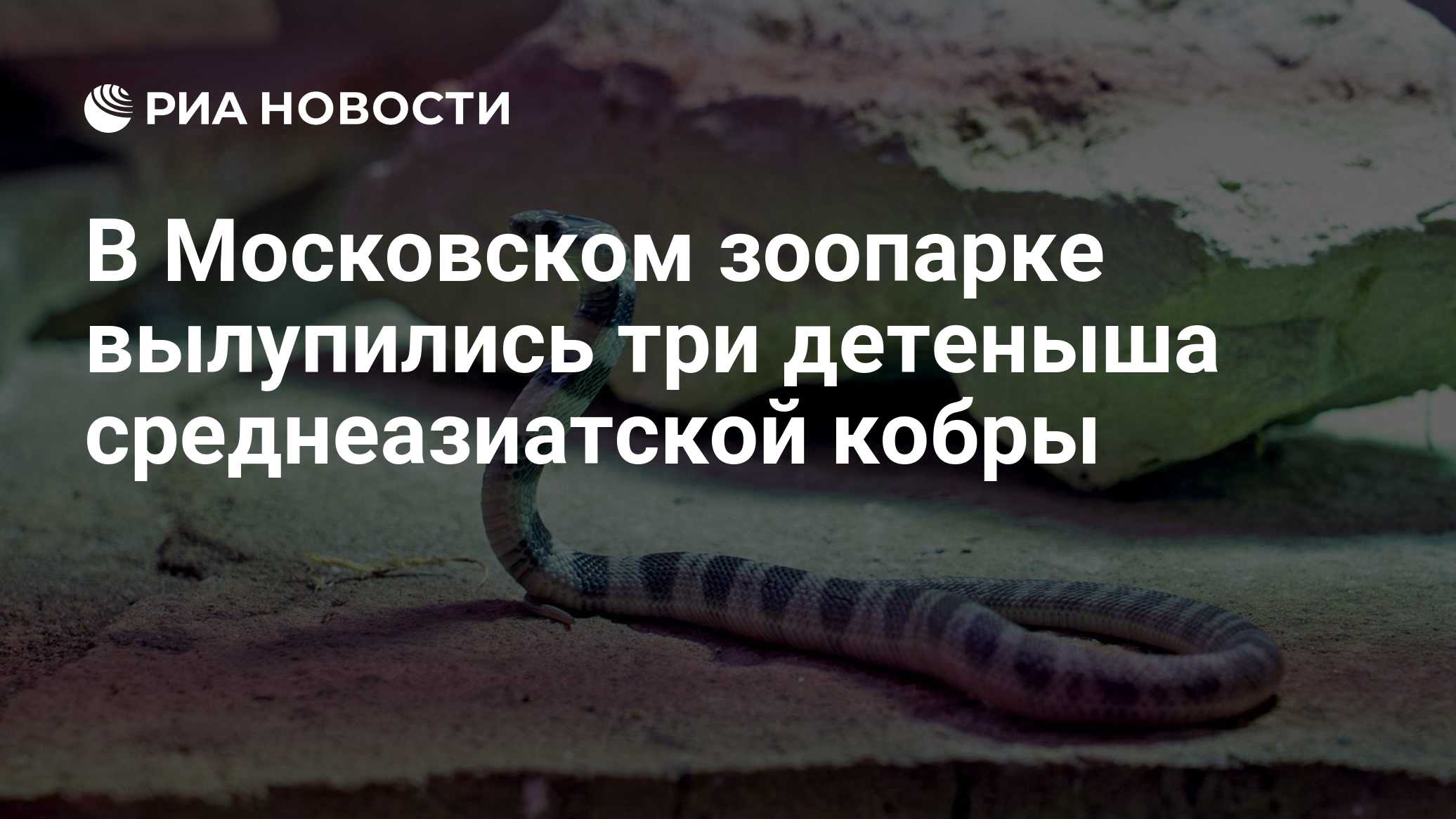 В Московском зоопарке вылупились три детеныша среднеазиатской кобры