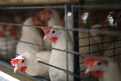 Россиян попросили не ходить в МФЦ с курицами и гусями